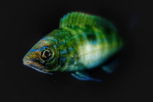 Fish  edited with Snapseed on ipad by Marco Gargiulo 
